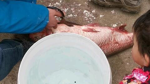 怎么杀鱼视频,视频教学解析