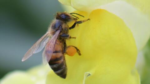 蜜蜂采蜜的视频,大自然的甜蜜劳作