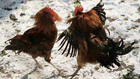 鸡是怎么受精的视频,孵化生命的奥秘