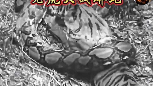 老虎大战蟒蛇完整视频,老虎与蟒蛇生死搏斗全程纪实