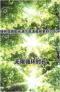 绿树成荫视频,探寻自然与生命的和谐共鸣